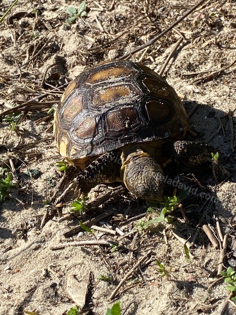 nature_2022-01-01 14.23.50-2022.jpg